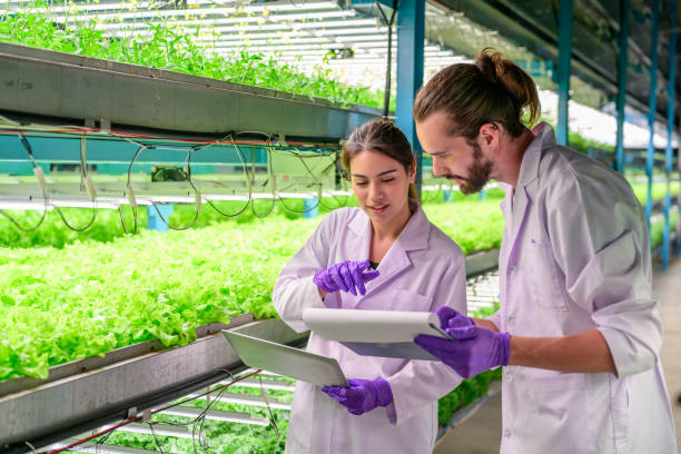 istock Researchers developing vegetable varieties at greenhouse agriculture 1470475338
