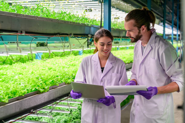 istock Researchers developing vegetable varieties at greenhouse agriculture 1470475433