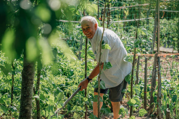 istock senior farmer working in the orchard, ecological self-consumption 1470475981