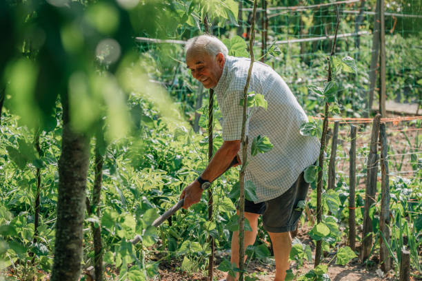 istock senior farmer working in the orchard, ecological self-consumption 1470475985