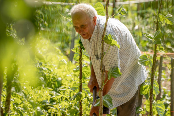 istock senior farmer working in the orchard, ecological self-consumption 1470475987