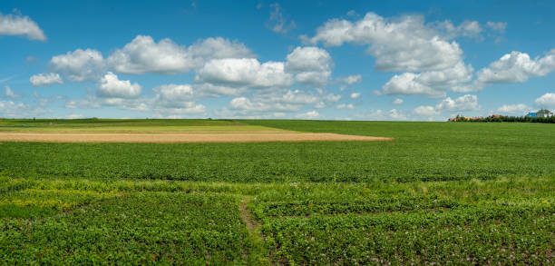 istock peasant vegetable fields in the foreground, potato blossoms, green soybeans and grain fields in the distance, panoramic view 1470479926
