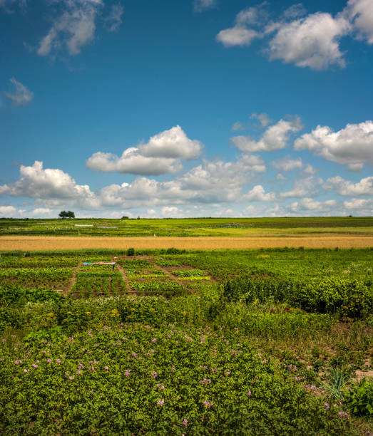 istock vegetable fields, potato blossoms, green soybeans and reaching cereal fields at distance 1470479963