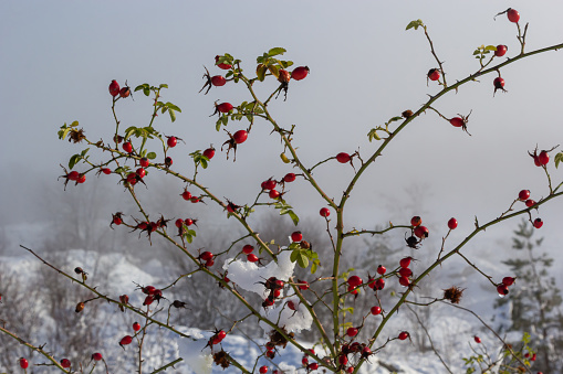 snowy red fruits of rose hips in winter under the snow on a sunny day.