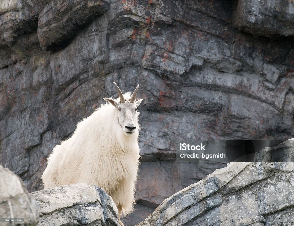 Capra delle nevi - Foto stock royalty-free di Alberta