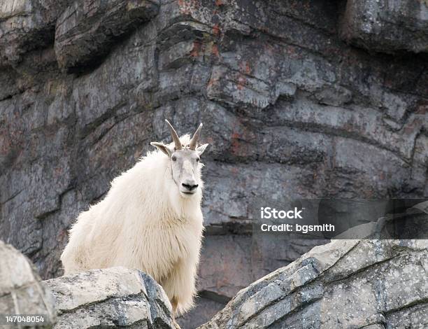 Cabra Da Montanha - Fotografias de stock e mais imagens de Alberta - Alberta, Animal, Animal em via de extinção