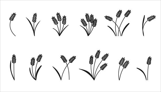 小麦の穂。大麦または米の黒いシルエット、ビールまたはパン屋のロゴ分離型エレメント、ラベルとエンブレム用の有機農場エレメント、パンの包装、装飾オブジェクト、熟した小穂、ベク� - barley black stem wheat点のイラスト素材／クリップアート素材／マンガ素材／アイコン素材