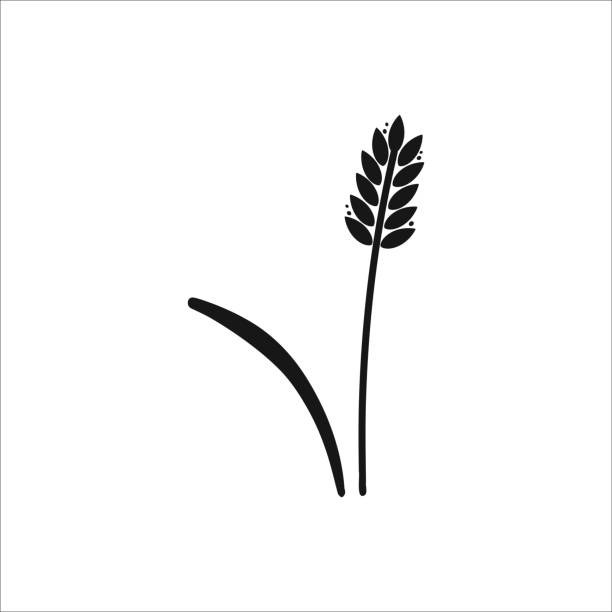 小麦の穂。大麦または米の黒いシルエット、ビールまたはパン屋のロゴ分離型エレメント、ラベルとエンブレム用の有機農場エレメント、パンの包装、装飾オブジェクト、熟した小穂、ベク� - barley black stem wheat点のイラスト素材／クリップアート素材／マンガ素材／アイコン素材