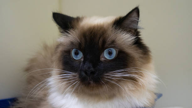 istock The amazed expression on the muzzle of a cat with blue eyes causes laughter and a smile. The cat looks aloof to the side with surprise on its muzzle. Concept pensive cat. 1470481600