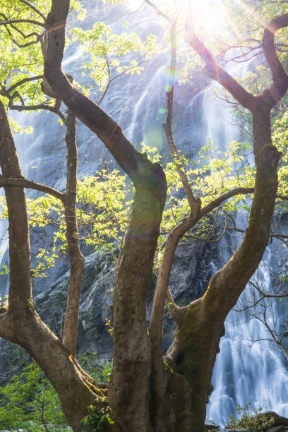 istock The landscape of a tropical waterfall during sunset. 1470481651