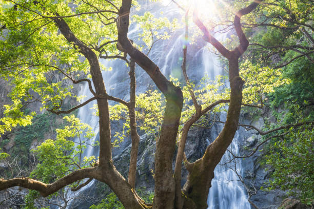 The landscape of a tropical waterfall during sunset.
