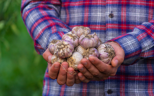 a farmer holds a basket of garlic, close-up. Selective focus