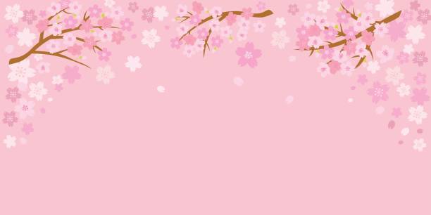 ilustrações, clipart, desenhos animados e ícones de fundo de primavera da flor de cerejeira com espaço para texto. - cherry blossom flower head spring flower