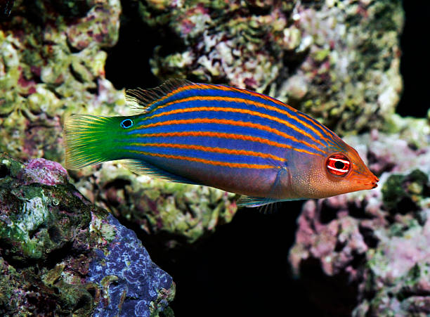 colorful fish: six line wrasse - pseudocheilinus hexataenia stock photo