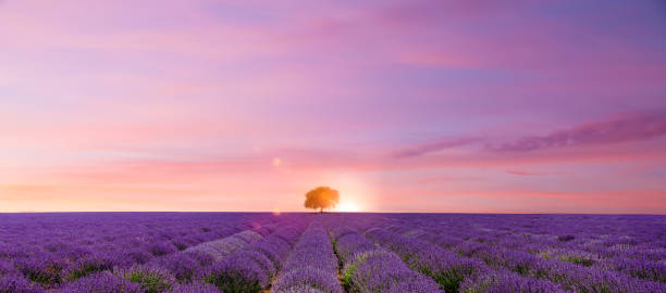 istock Lavender field to the horizon at sunset 1470482781