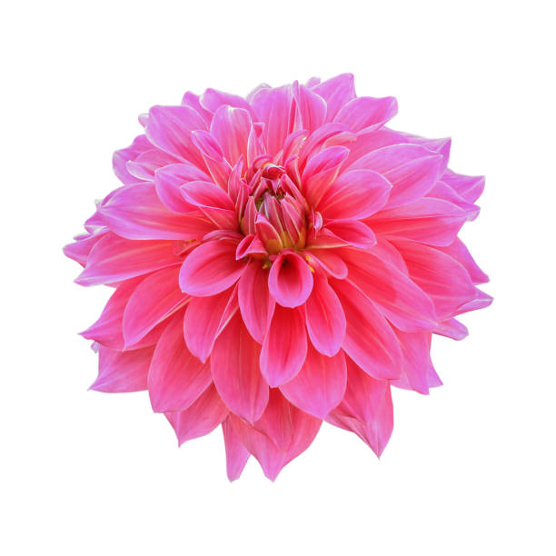 istock pink chrysanthemum flower isolated on white background 1470483332