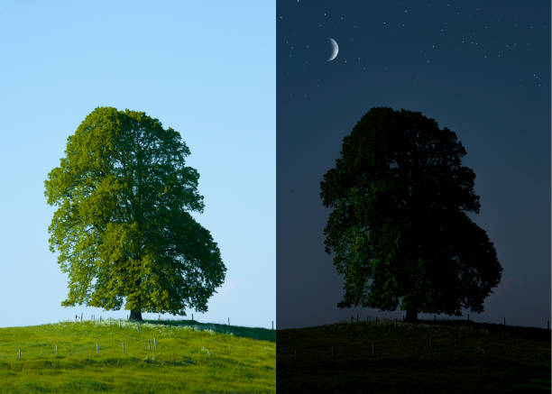 istock Majestic tree by day and by night 1470484448