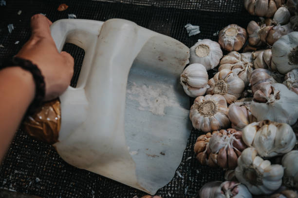 Garlic in Indonesian Traditional Market stock photo