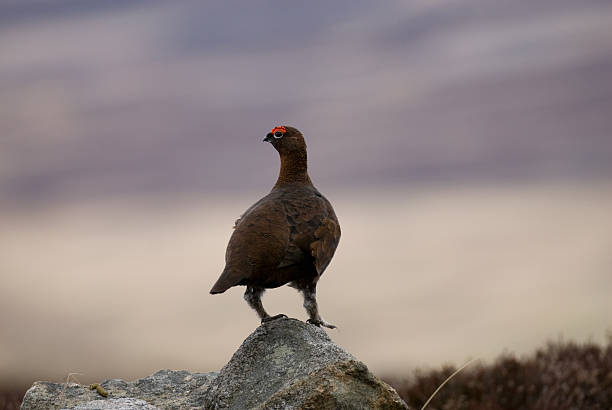 istock Male Red Grouse on rock. 147048558