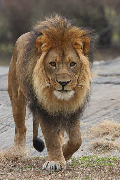 istock African Male Lion 147048709