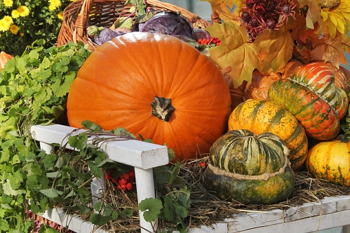 Colourful organic pumpkins and gourds on agricultural fair market. Harvesting autumn time concept. Garden fall natural plant. Thanksgiving halloween decor. Festive farm rural background. Vegan food