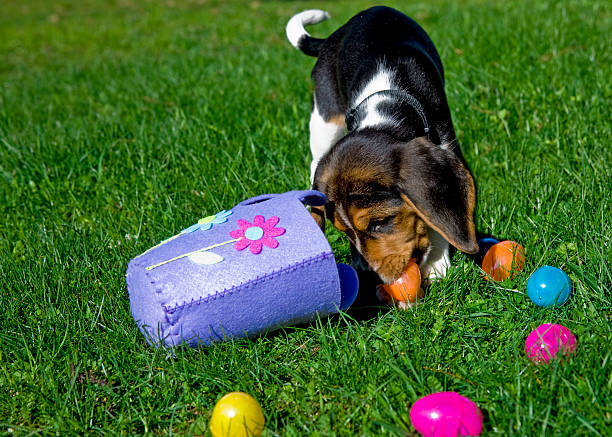 Linda Beagle cachorrinho com Cesta de Páscoa e ovos - foto de acervo