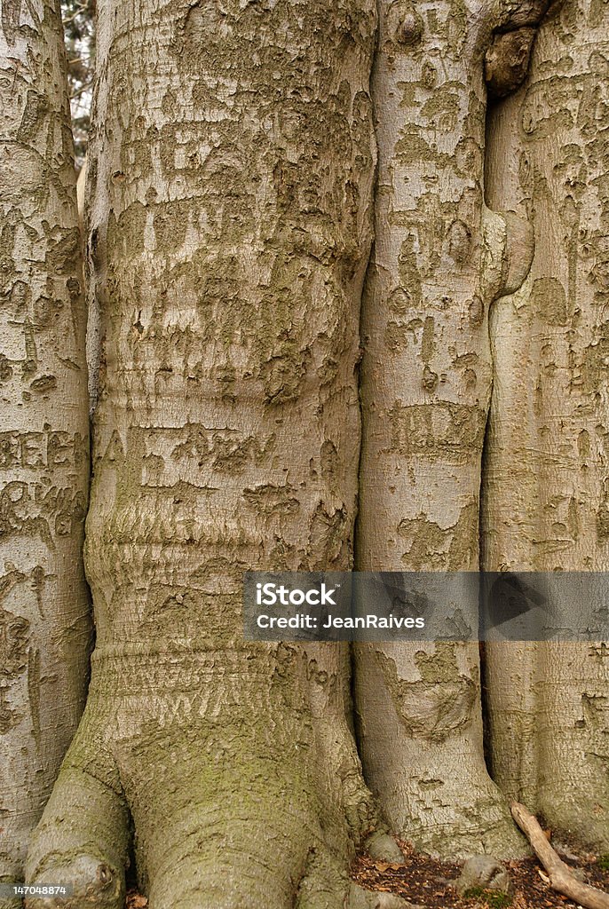 Agrupados de árboles - Foto de stock de Brabante Flamenco libre de derechos