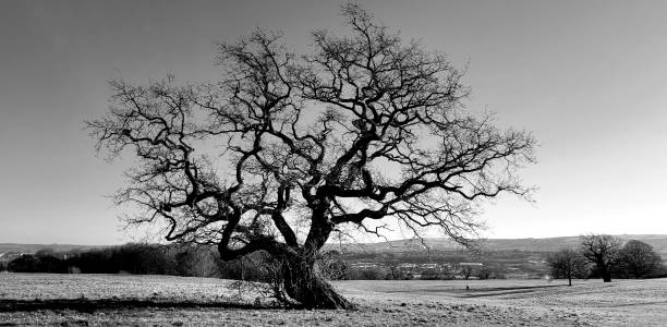 istock Skeleton of a lonely tree in the park 1470490070
