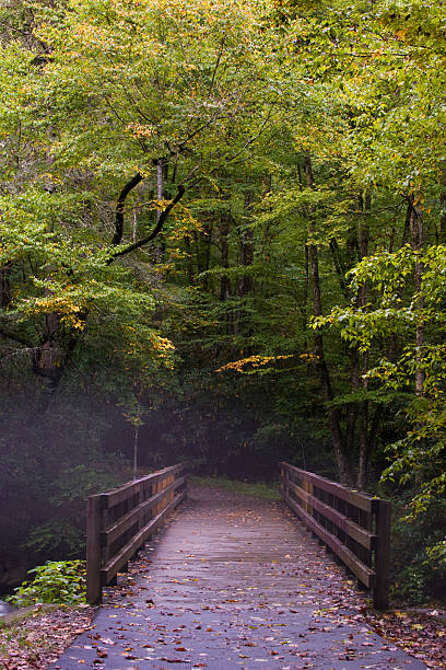 istock Fog in Great Smoky Mountains 147049140