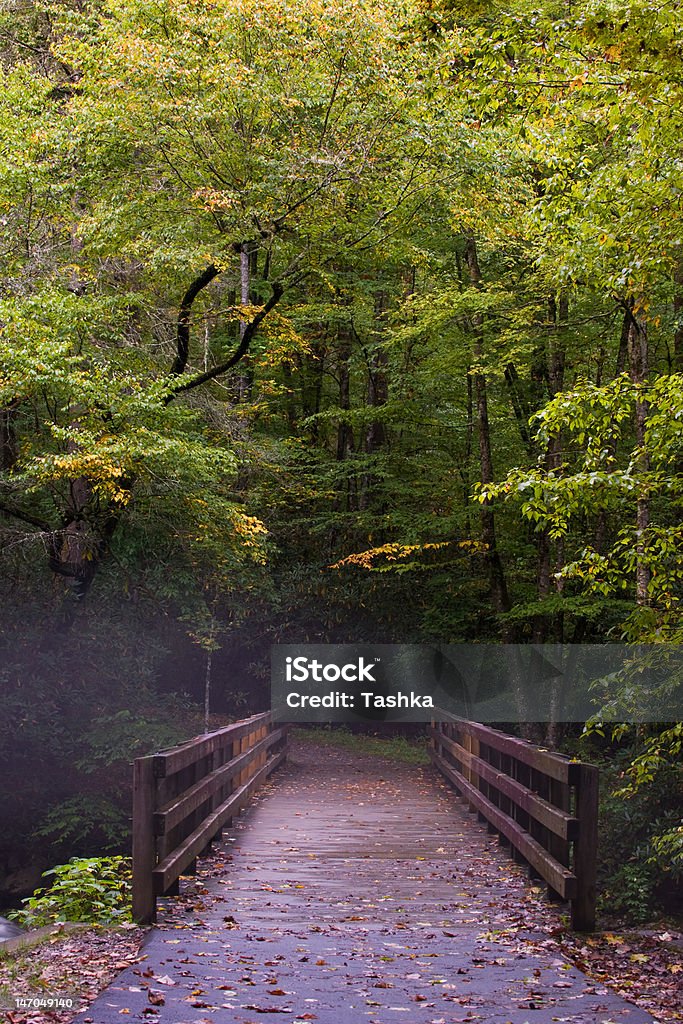 Nevoeiro em Great Smoky Mountains - Foto de stock de Estrada em Terra Batida royalty-free