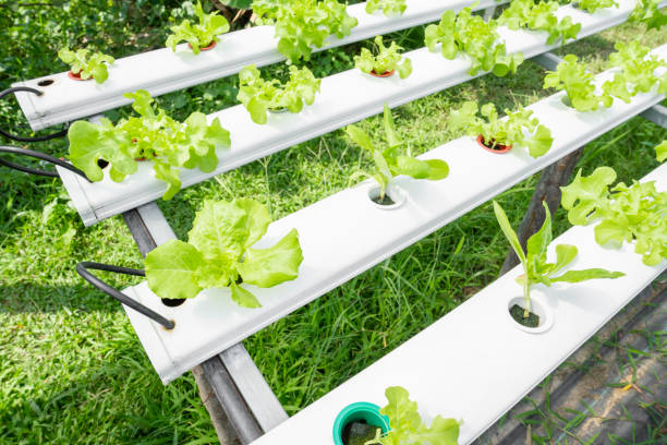 istock The Hydroponic vegetable is planted in a garden. 1470493262