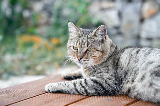 Grey spotted cat lies relaxed on floor of veranda on background of garden, close-up portrait