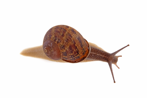 Garden snail isolated on a white background