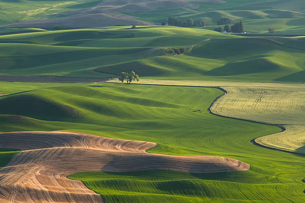 istock Palouse Hills at sunset 147049392