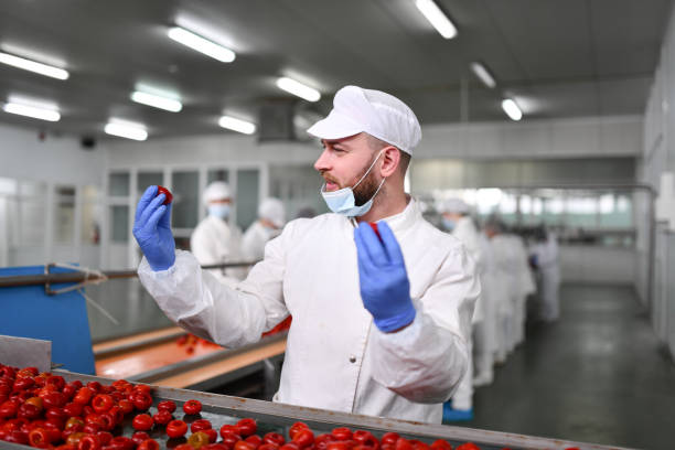 istock Focused Male Worker Checking State Of De-Seeded Peppers 1470493928