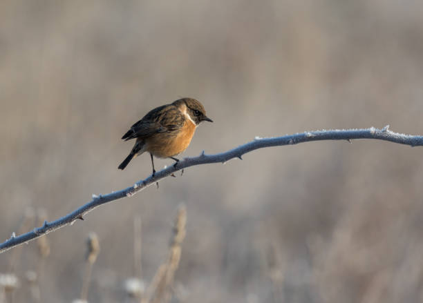 istock A male stonechat perched on a frost laden hawthorn branch 1470493981