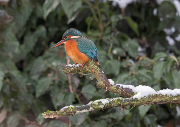 istock Kingfisher perched on a snowy branch poised to make a dive in the river 1470494026