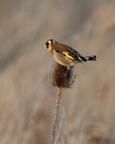 The goldfinch is a highly coloured finch with a bright red face and yellow wing patch. Sociable, often breeding in loose colonies, they have a delightful liquid twittering song and call. Their long fine beaks allow them to extract otherwise inaccessible seeds from thistles and teasels