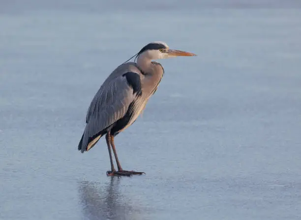 The grey heron is a long-legged wading bird of the heron family, Ardeidae, native throughout temperate Europe and Asia and also parts of Africa. It is resident in much of its range, but some populations from the more northern parts migrate southwards in autumn.