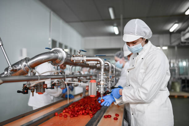 istock Workers In Food Processing Plant Filling Cherry Peppers With Cottage Cheese 1470495083