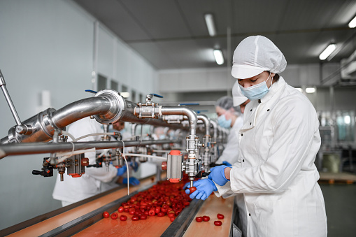 Workers In Food Processing Plant Filling Cherry Peppers With Cottage Cheese