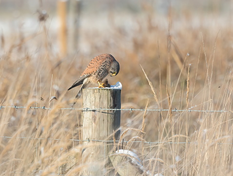 Kestrels are a familiar sight with their pointed wings and long tail, hovering beside a roadside verge. Numbers of kestrels have declined since the 1970s, probably as a result of changes in farming and so it is included on the Amber List.
They have adapted readily to man-made environments and can survive right in the centre of citie