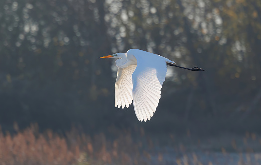 White heron flying low in the lake.