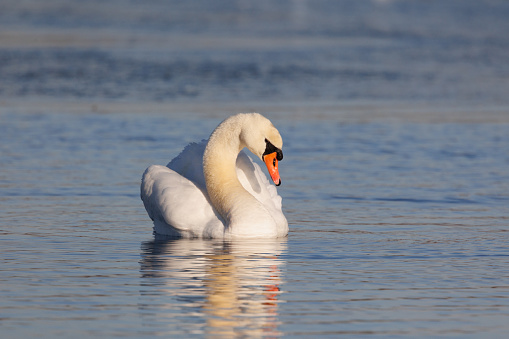 The mute swan is a very large white waterbird. It has a long S-shaped neck and an orange bill with a black base and a black knob. It flies with its neck extended and regular, slow wingbeats.