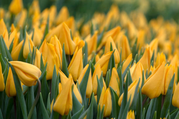 top of yellow tulips at amsterdam the netherlands - 12023 imagens e fotografias de stock