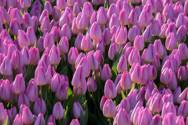 top of pink tulips at amsterdam the netherlands 17-12023 - 12023 imagens e fotografias de stock