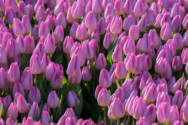 top of pink tulips at amsterdam the netherlands 17-12023 - 12023 imagens e fotografias de stock
