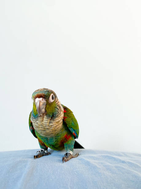 istock Crimson bellied conure parrot in the bedroom 1470498774