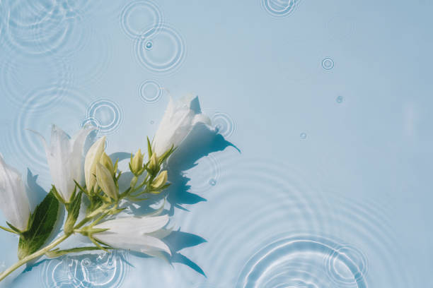 istock Spring abstract water background with raindrops and flowers 1470499147