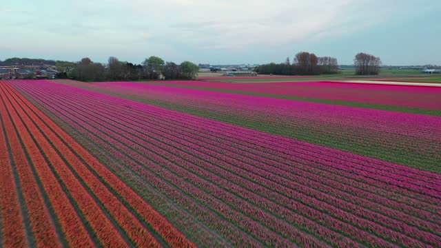 flying over the tulips with a drone. Netherland